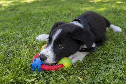 Hund-Spielzeug