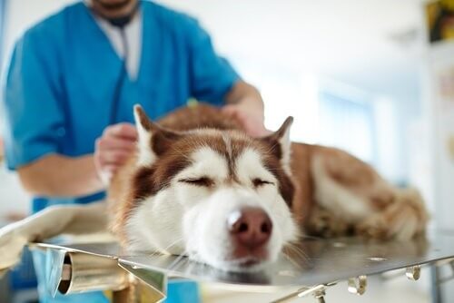 Hund-Tierarzt