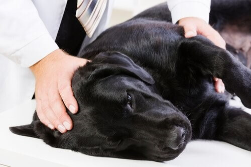 Epilepsie bei Hunden Symptome und Lösungen Deine Tiere