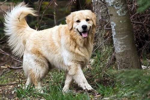 Harnwegsinfektionen - Hund im Wald
