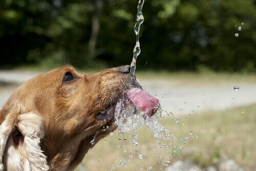 Hund-Wasser