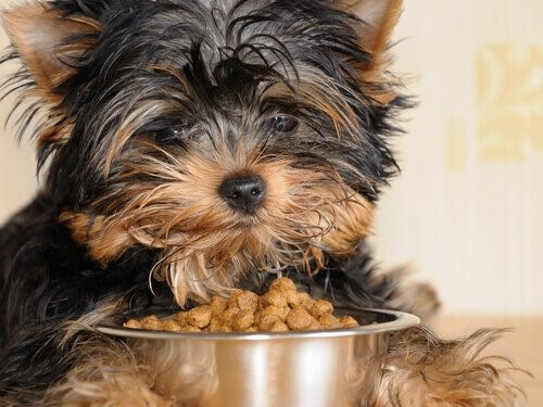 getreidefreies Hundefutter - Hund vor Futternapf