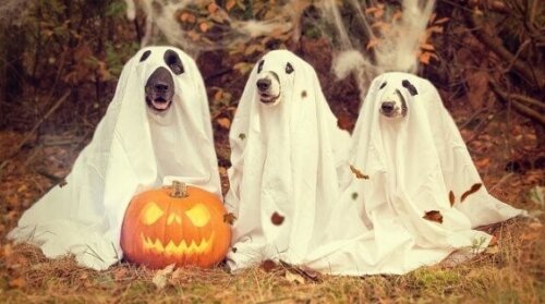 Unsere besten Vergleichssieger - Entdecken Sie bei uns die Windeln hund Ihren Wünschen entsprechend