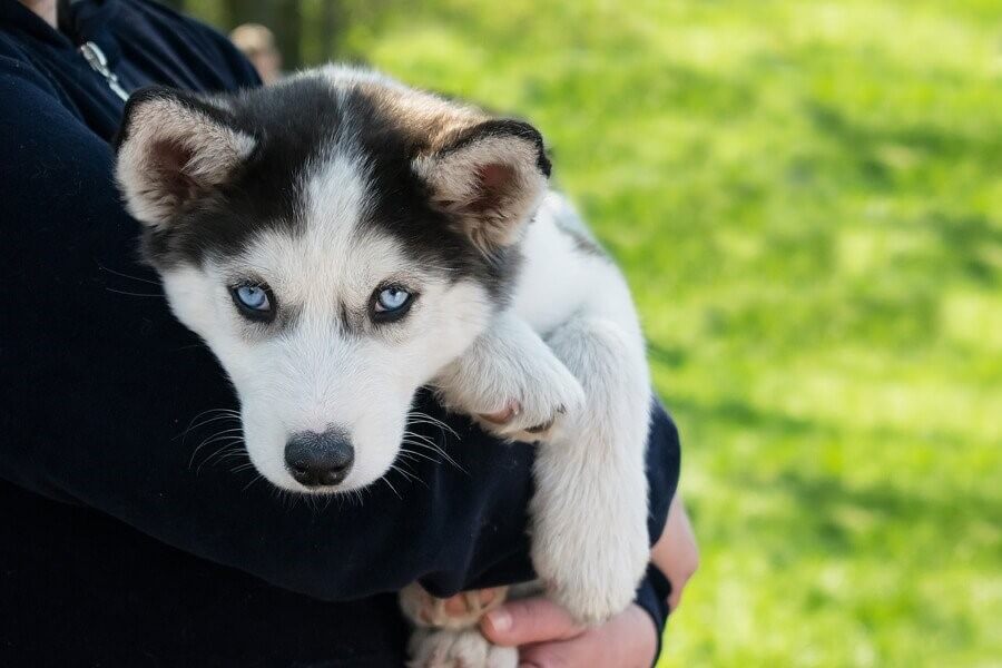 Husky