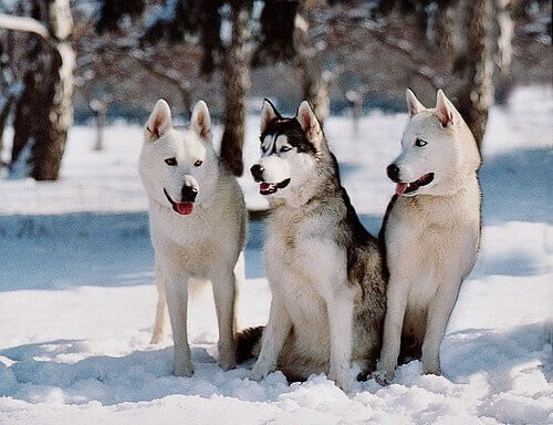 Huskys