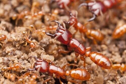 Die tödlichsten Insekten der Welt