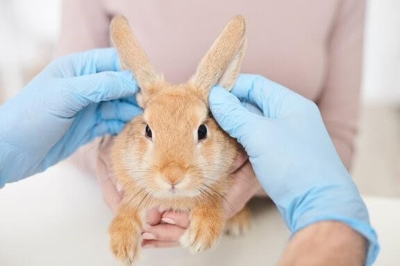 Behandlung für Kaninchen mit Flöhen