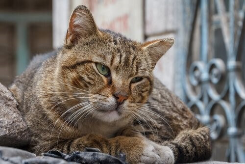 demente Katze