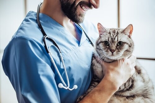 Katze beim Tierarzt