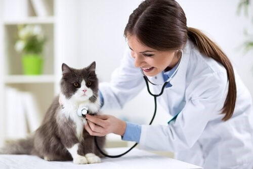 Stimmverlust - Katze beim Tierarzt
