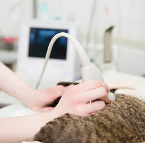 Katze-Ultraschall