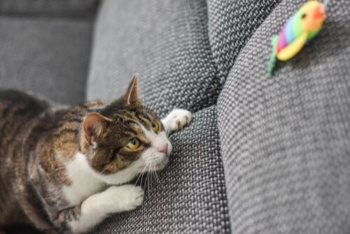 Mit deiner Katze spielen - Katze "jagt" einen Fisch