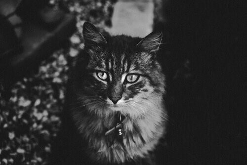 Katze