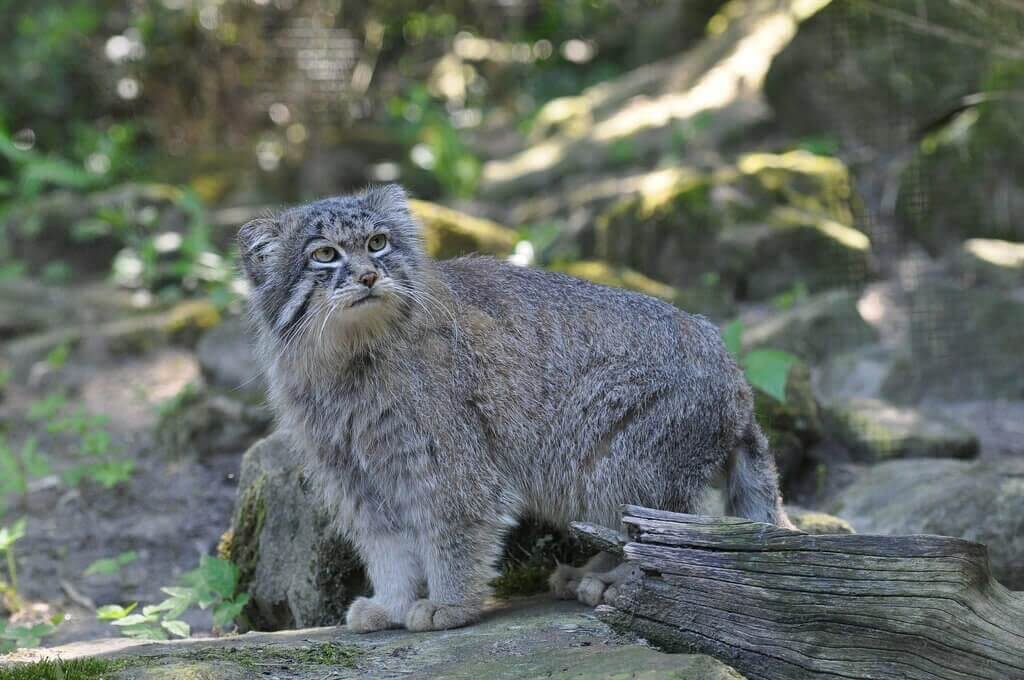 Manul