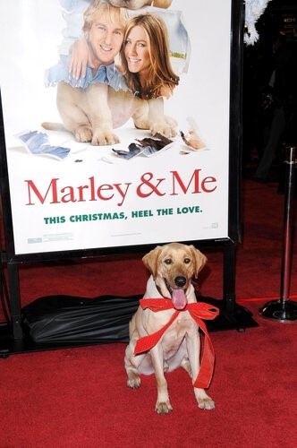 Marley-Ich