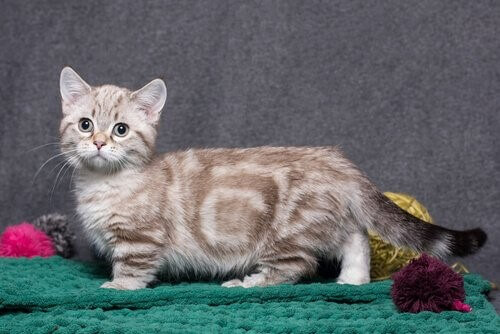 die kleinsten Katzenrassen: Munchkin