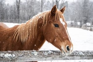 Wie du dein Pferd im Winter versorgst