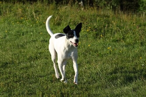 Rat-Terrier