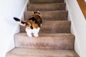 Warum rennt meine Katze wie verrückt durch das Haus?
