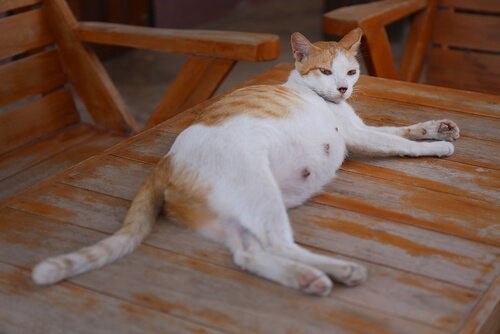 Katze schwanger