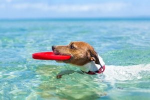 Wie du den Sommer mit deinem Hund genießen kannst