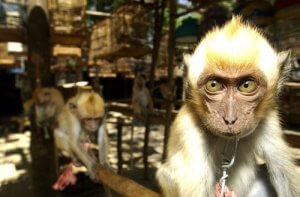 Spanien, das Tor zum illegalen Tierhandel in Europa