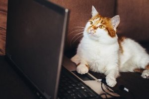 Tiervideos können den illeglen Tierhandel fördern