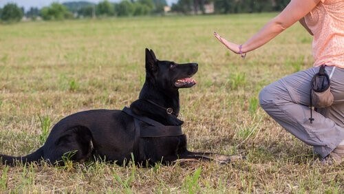 Wie kannst du deinem Hund dabei helfen, sich zu beruhigen? Deine Tiere