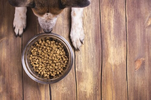 Was tun, wenn dein Hund sein Futter nicht frisst.