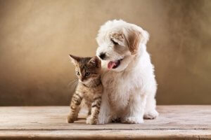 Unterschiede zwischen Hunden und Katzen