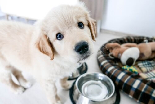 Ankunft eines Welpen: kleiner Hund vor seinem Napf