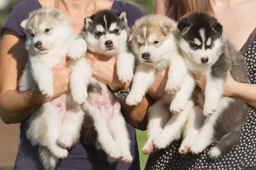 Ankunft eines Welpen: 4 Hundebabys