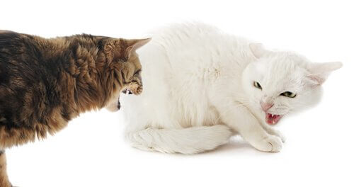 Aggressivität zwischen zwei Katzen
