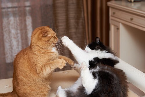 Auseinandersetzung bei Katzen: was du wissen musst