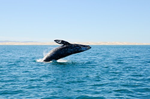 Ausgestorbene Wale an der Küste Spaniens entdeckt