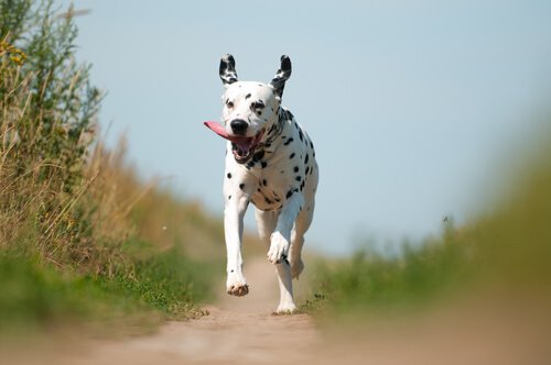 Dalmatiner rennen gerne