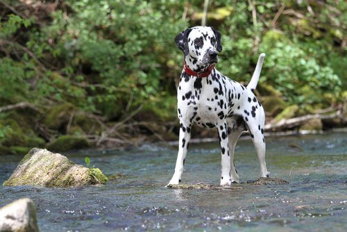 Dalmatiner: eine der bekanntesten und beliebtesten Hunderassen