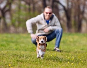 Wie du verhinderst, dass dein Hund bei einem Spaziergang wegläuft