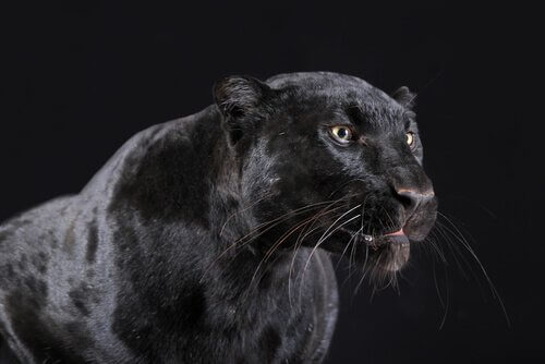 Der Schwarze Panther Kuriositaten Und Interessantes Deine Tiere