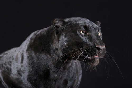 Der schwarze Panther ist nachtaktiv
