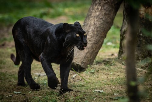 Der schwarze Panther jagd keine Menschen