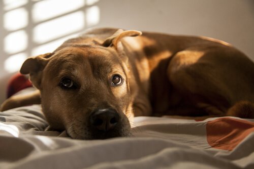 Die Hunde-Ethologie hilft bei Verhaltensproblemen