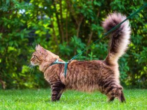 Die Sprache des Katzenschwanzes
