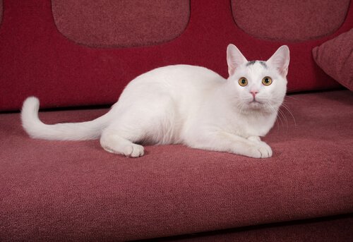 Die Sprache des Katzenschwanzes: Schwanz am Boden