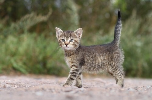 Die Sprache des Katzenschwanzes: senkrecht nach oben gestreckt