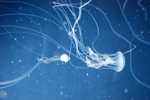 Die tödlichsten Raubtiere: Seewespe