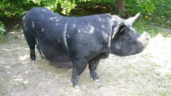 Einheimische Tiere der Valencianischen Gemeinschaft: Schweine