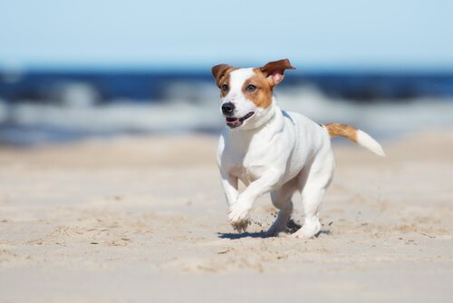 Fido rennt glücklich am Strand entlang