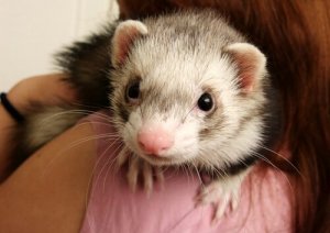 Wissenswertes über das Verhalten von Frettchen