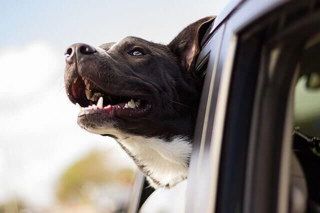Froher Hund schaut aus dem Auto